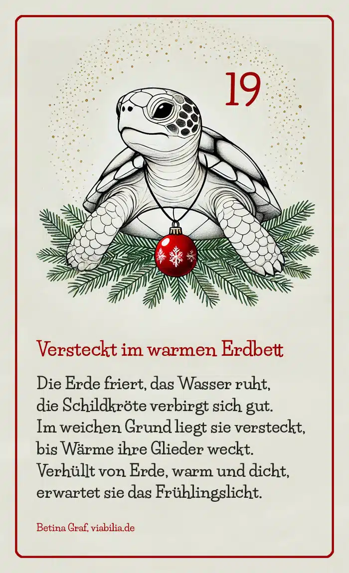 Adventskalender Bild Tier Schildkröte mit Gedicht bzw. SpruchAdventskalender Bild Tier Schildkröte mit Gedicht bzw. Spruch Adventskalender Bild Tier Schildkröte mit Gedicht bzw. Spruch