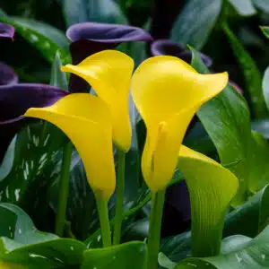 Beileidsbekundung: herzliches Beileid wünschen