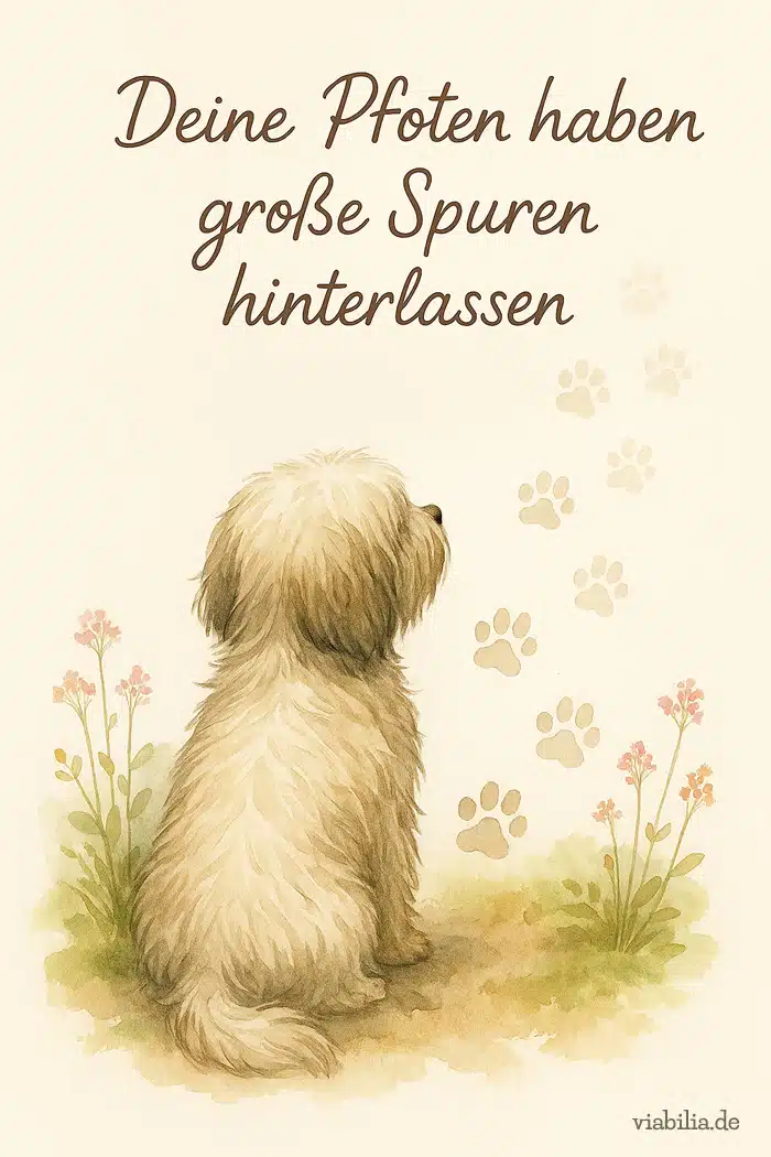 Hund gestorben, Regenbogenbrücke Hund: Havaneser