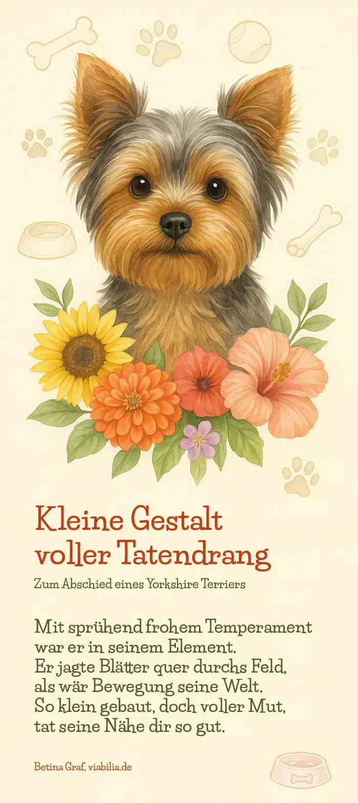 Regenbogenbrücke Gedicht Hund gestorben: Yorkshire Terrier