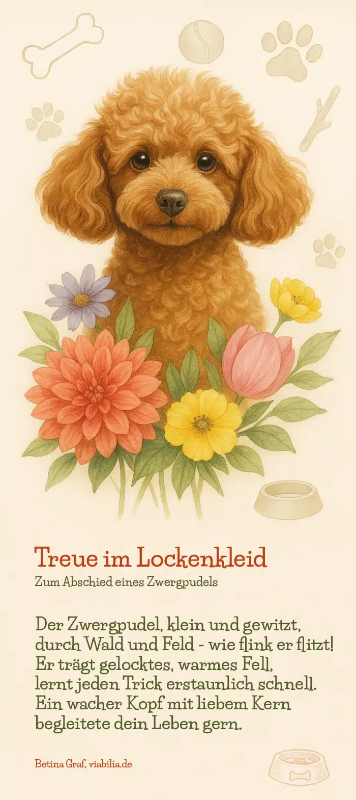 Regenbogenbrücke Gedicht Hund gestorben: Zwergpudel