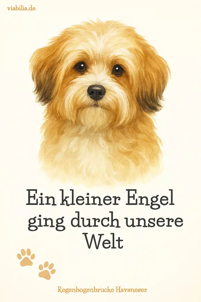 Hund gestorben, Regenbogenbrücke Hund: Bild mit Spruch, hier Havaneser