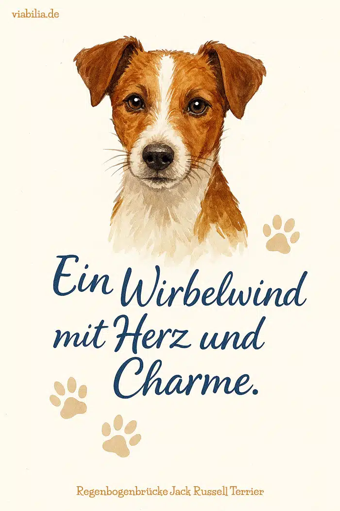 Hund gestorben, Regenbogenbrücke Hund: Bild mit Spruch, hier Jack Russell Terrier