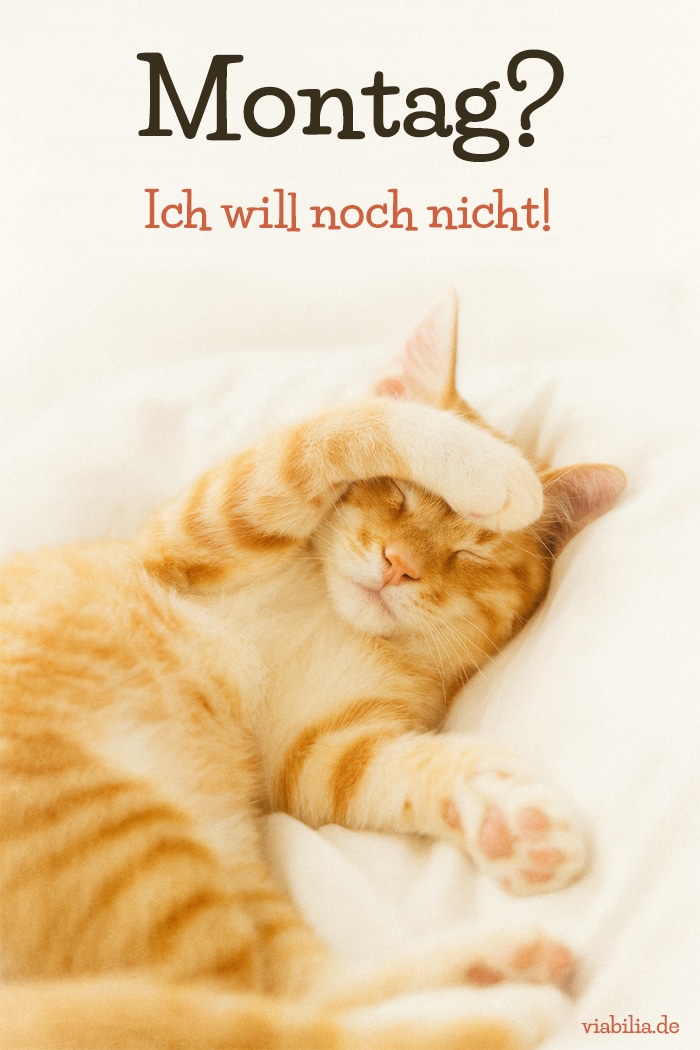 Schönen MontaLustiges Bild: Montag? Ich will noch nichtg: lustiges Katzenbild Lustiges Bild mit Katze: Montag? Ich will noch nicht