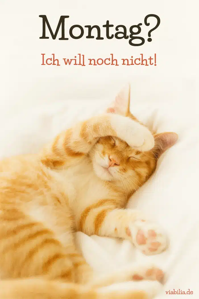 Lustiges Bild mit Katze: Montag? Ich will noch nicht