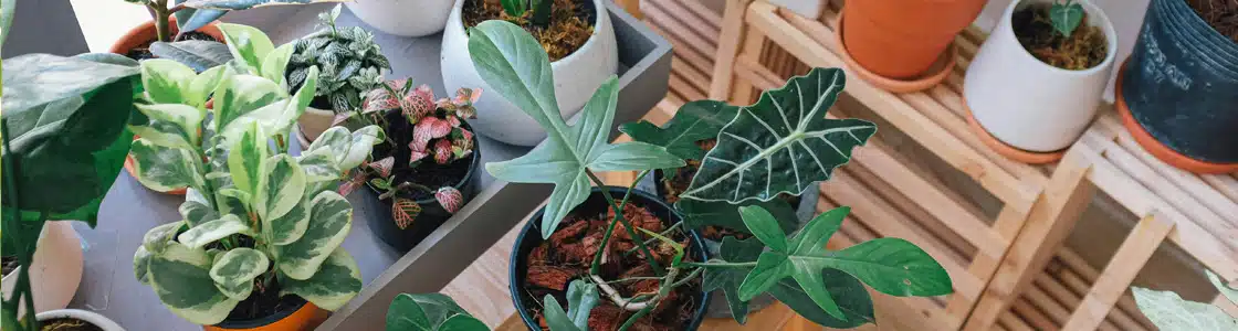 Zimmerpflanzen in der Wohnung