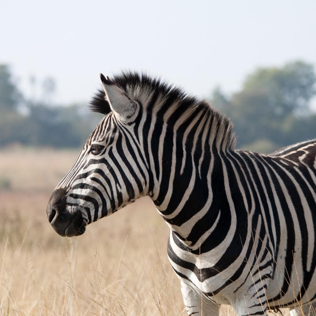 Zebra als Symbol für afrikanische Sprüche und Weisheiten