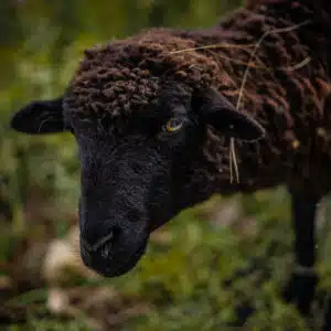 Anderssein am Beispiel des Bildes eines schwarzen Schafes