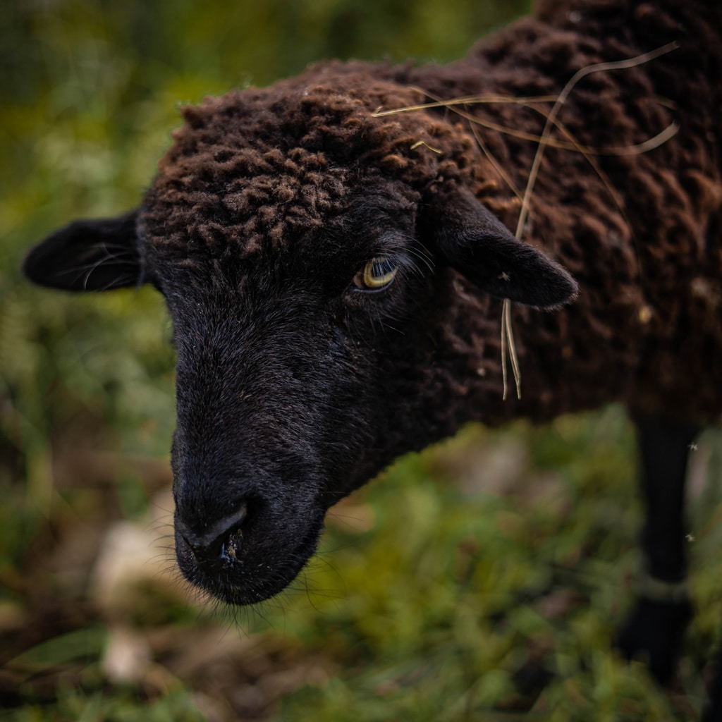 Anderssein am Beispiel des Bildes eines schwarzen Schafes