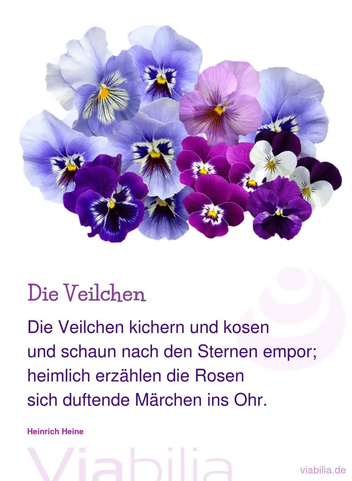 Blumenspruch über Veilchen