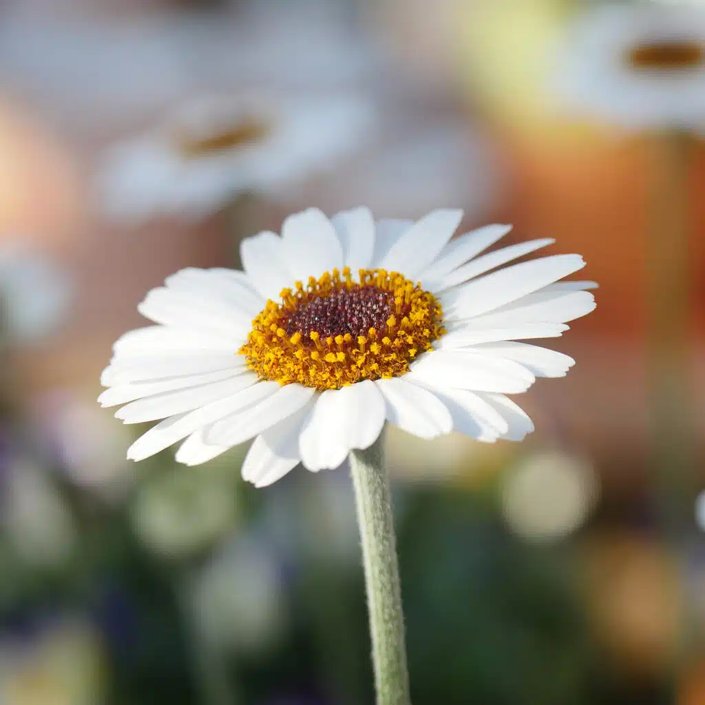 Blumensprüche
