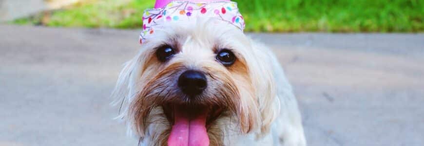 kleiner Hund mit Partyhut