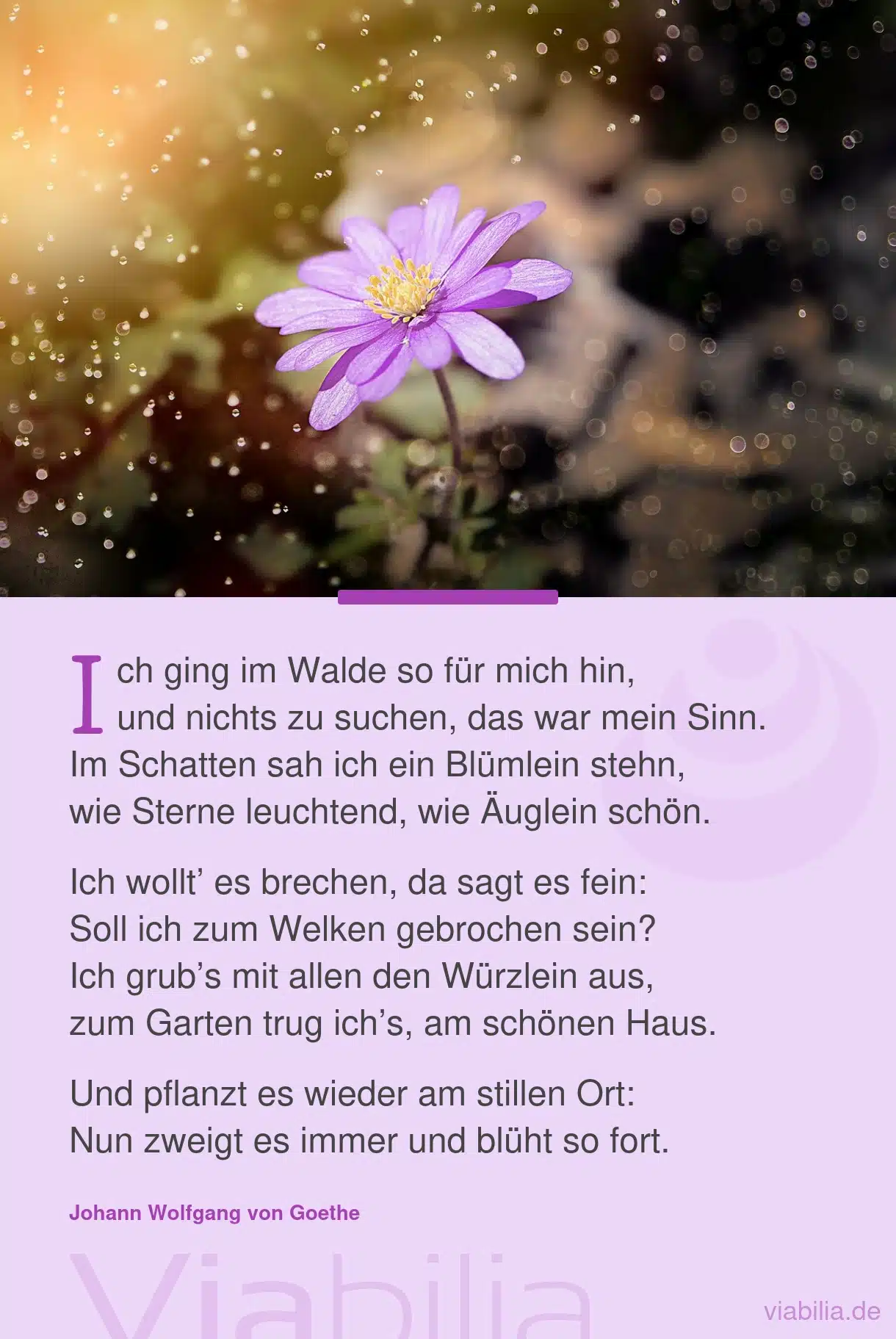 Gedicht über ein Blümlein im Walde