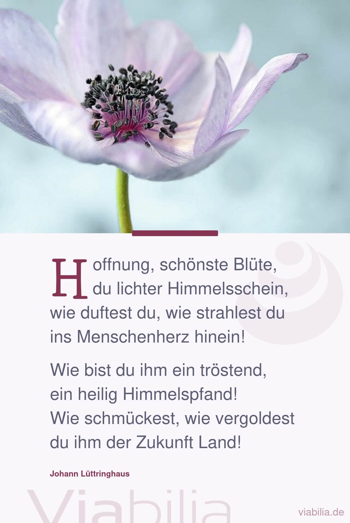 Gedicht: der Hoffnung schönste Blüte