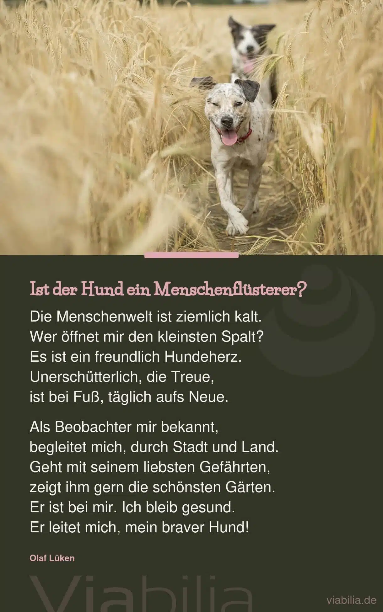 Gedicht über die Menschenwelt und den Hund