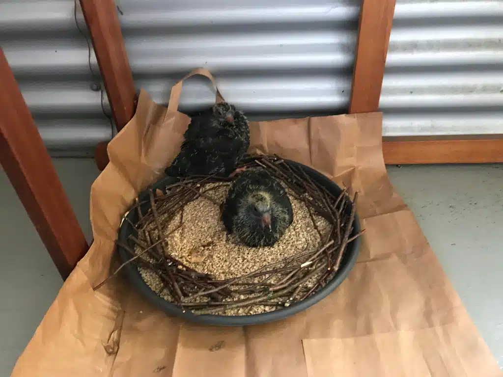 Geschichte mit Taubenküken: das neue Nest