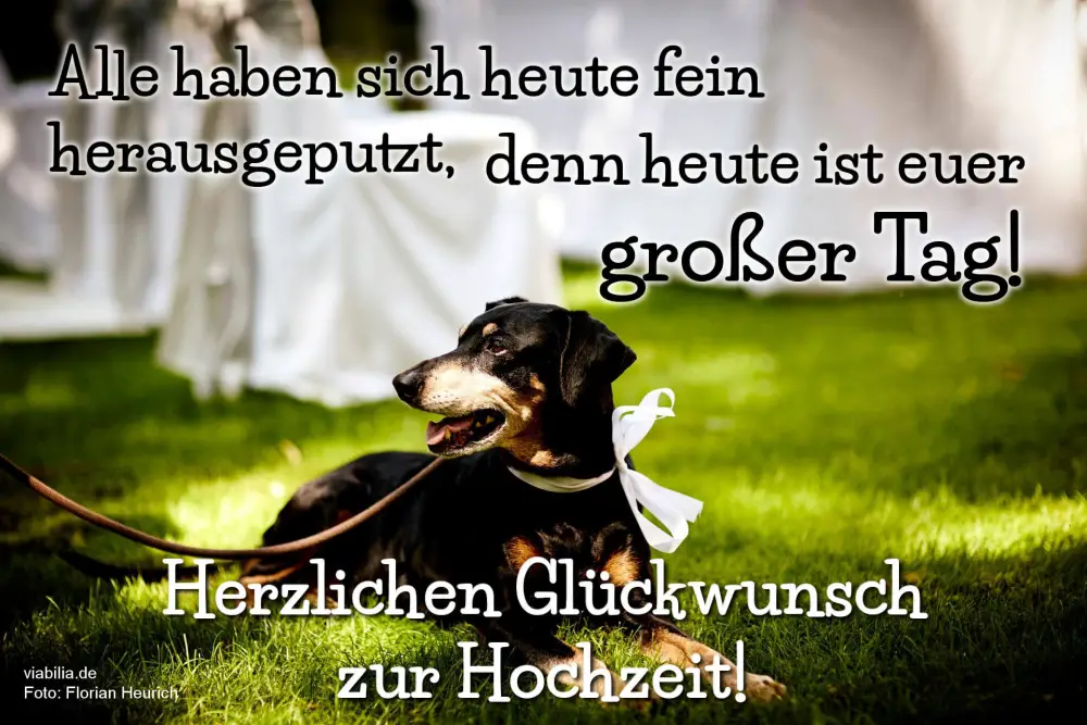 Hochzeitswunsch mit Hund
