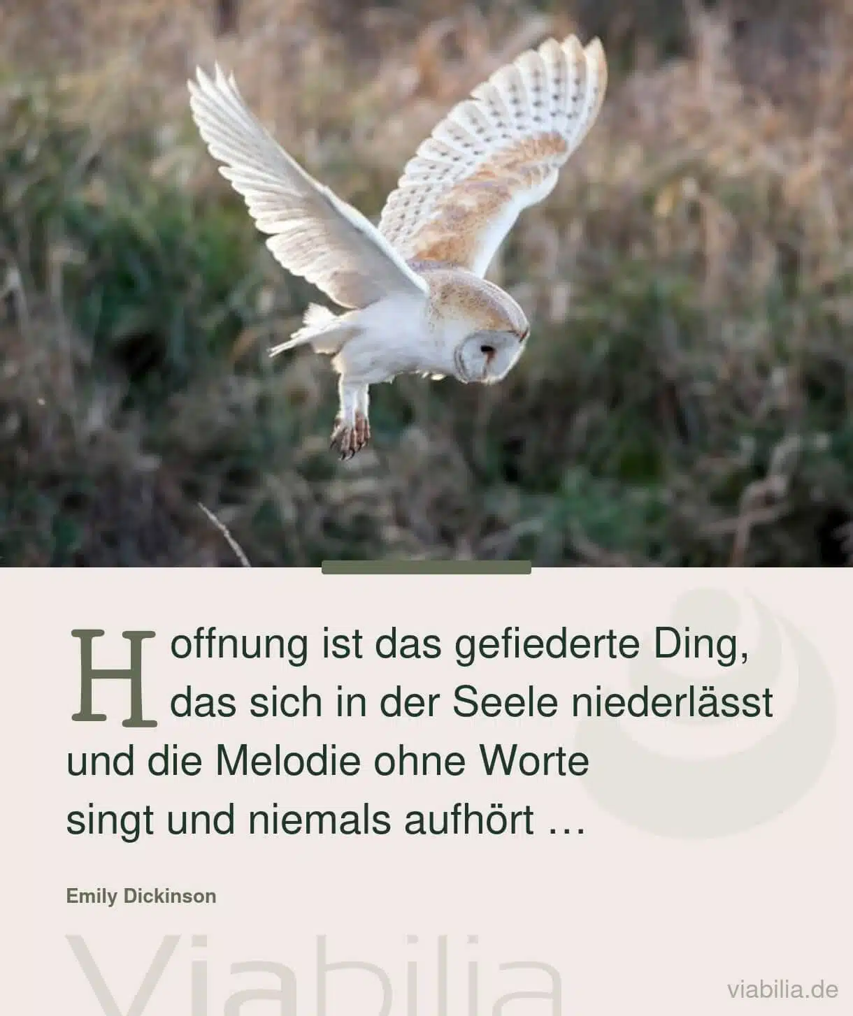 Spruch: Hoffnung lässt sich in Seele nieder Spruch: Hoffnung lässt sich in Seele nieder