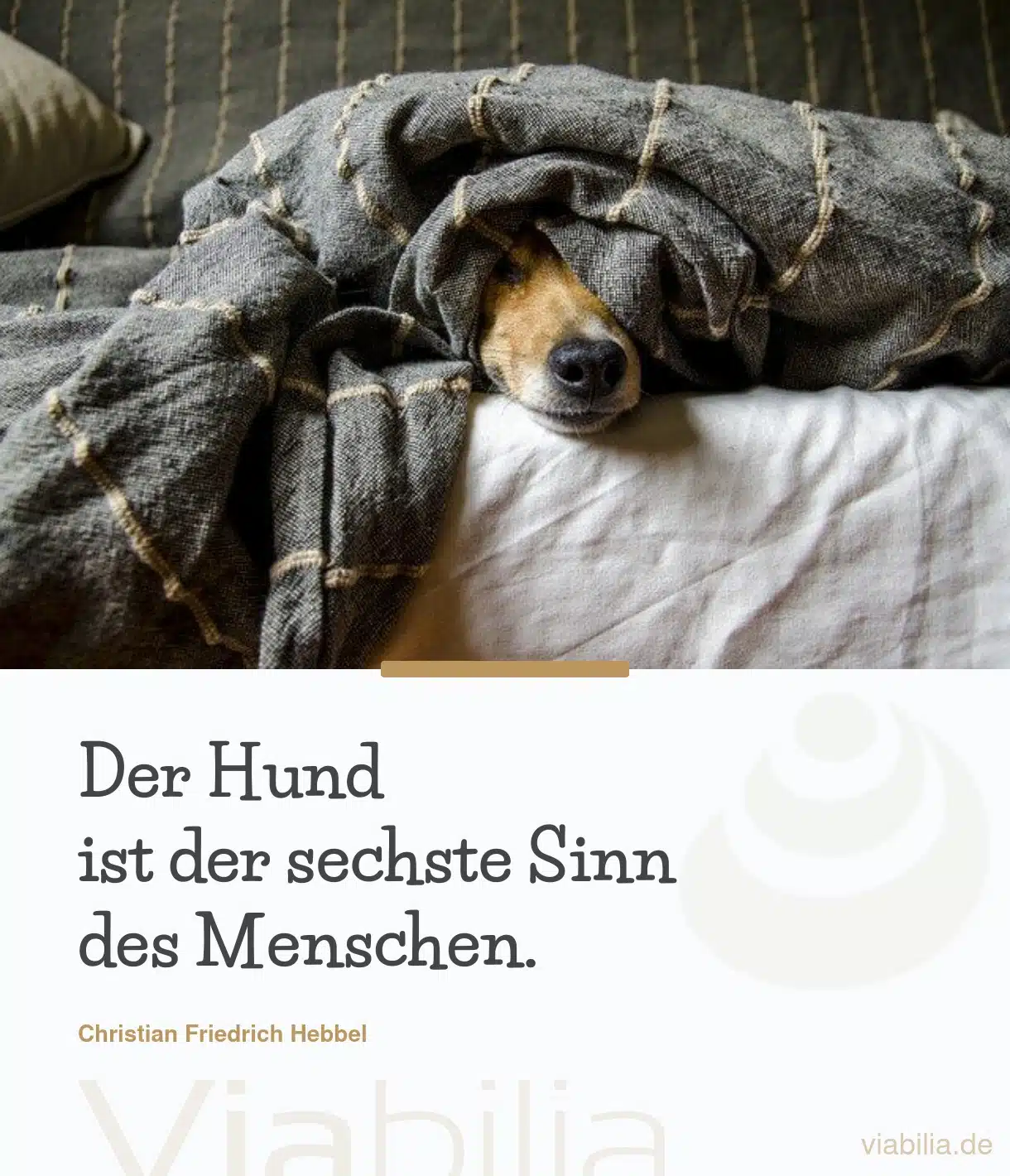 Hundesprüche, hier: Hund als sechster Sinn des Menschen