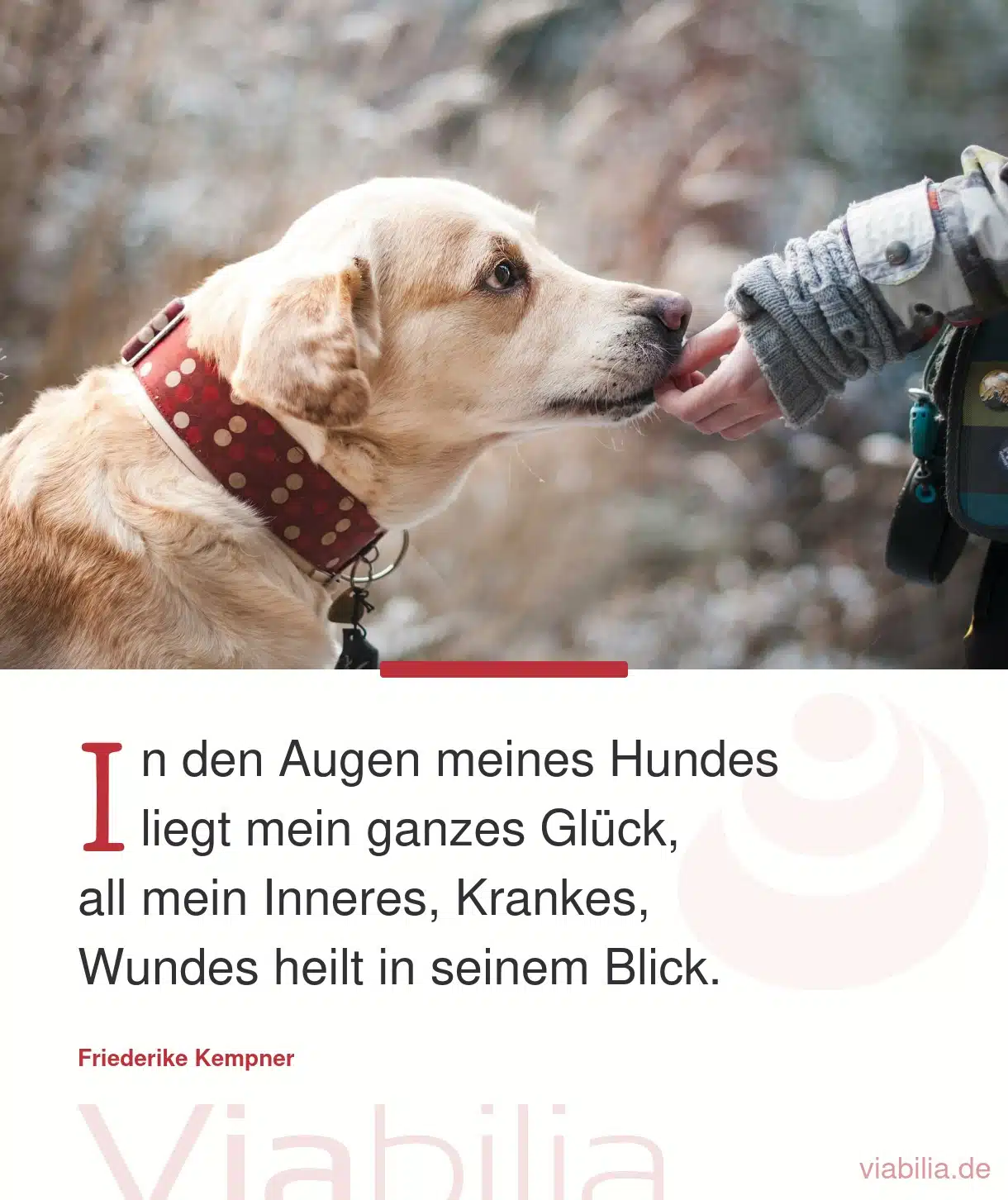 Hundesprüche, hier: in den Augen meines Hundes liegt mein ganzes Glück