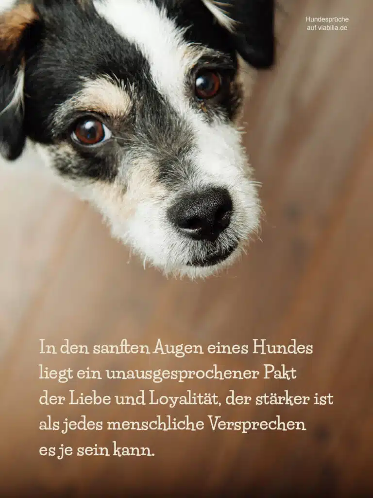 Hundesprüche mit Bild