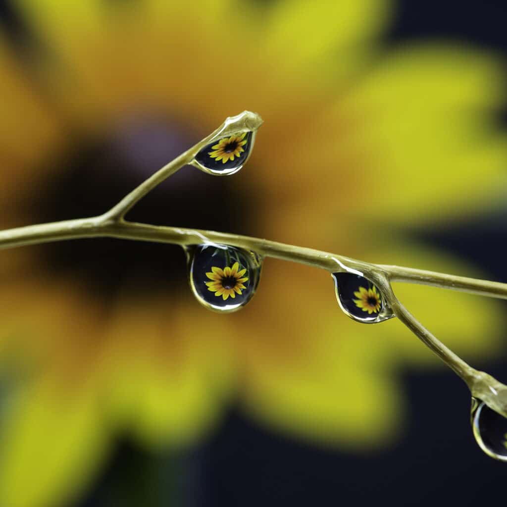 Im Kleinen Großes entdecken am Beispiel einer Sonnenblume