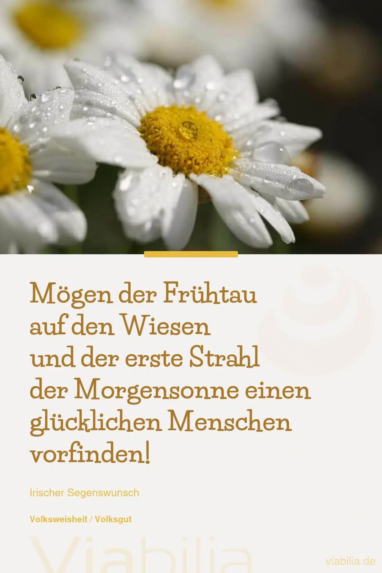 Irischer Segenswunsch: Frühtau am Morgen Irischer Segenswunsch: Frühtau am Morgen