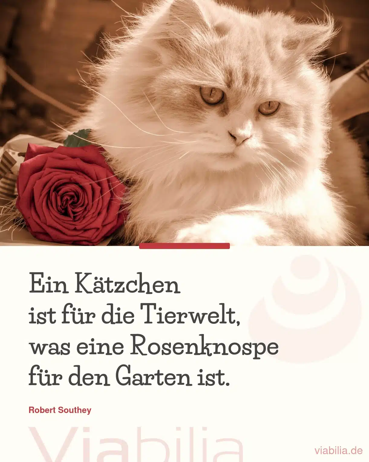 Katzenspruch: Kätzchen für Tierwelt