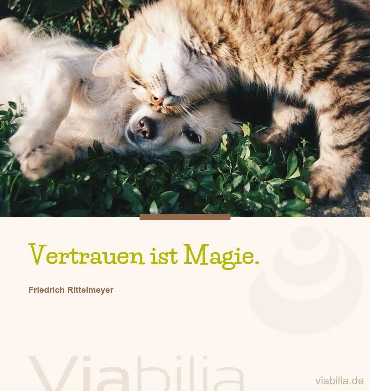 Katze mit Hund auf Bild und Spruch über Vertrauen