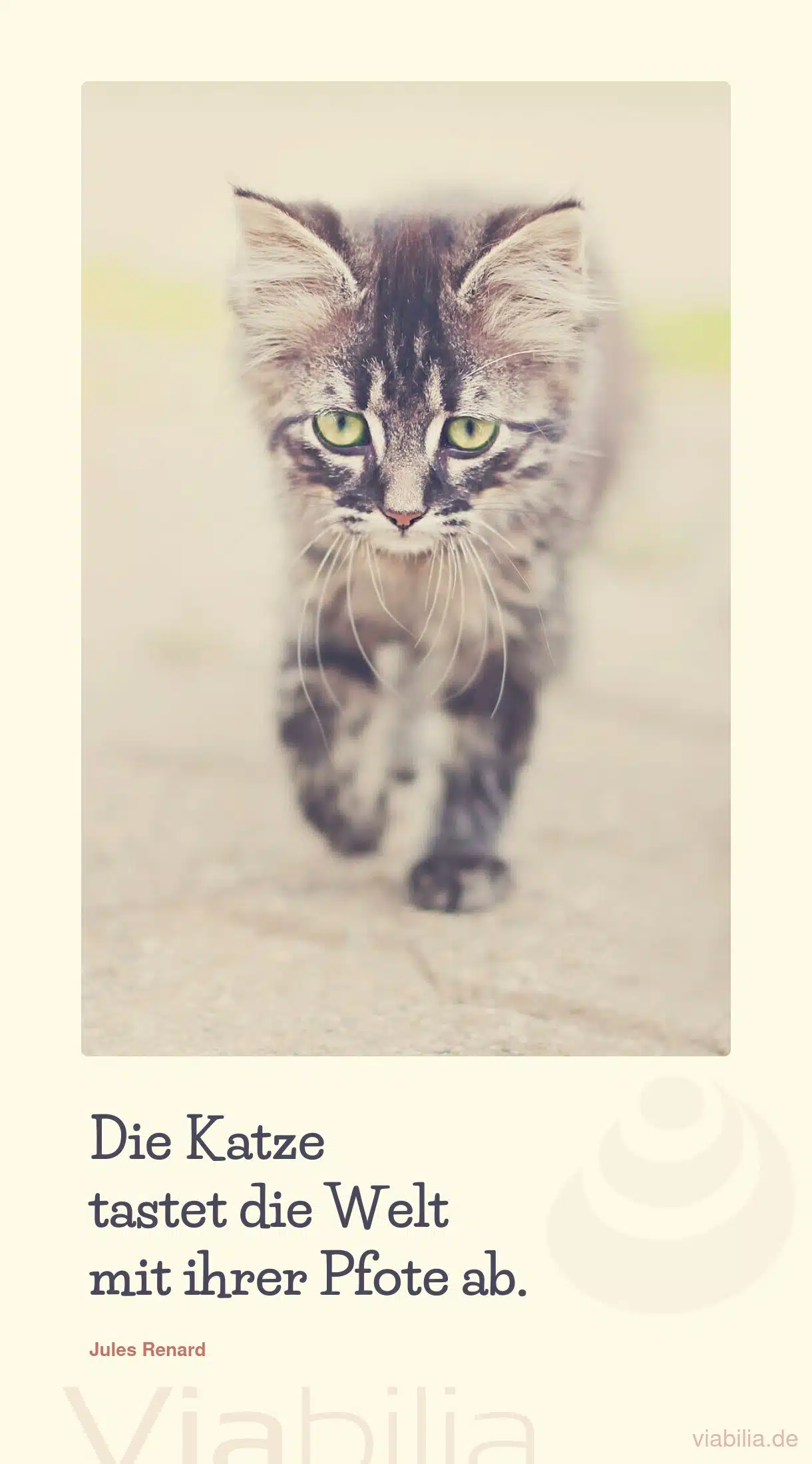 Spruch: Katze tastet Welt mit Pfote ab