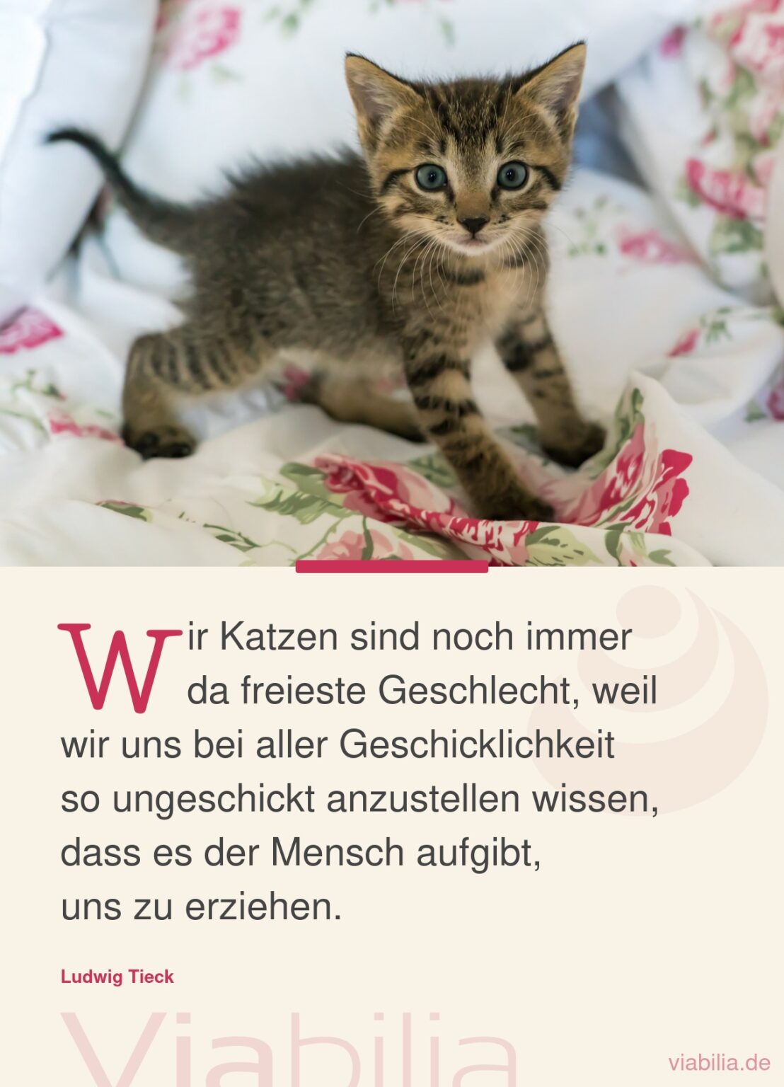 Süße Katzensprüche mit Bild zum Teilen