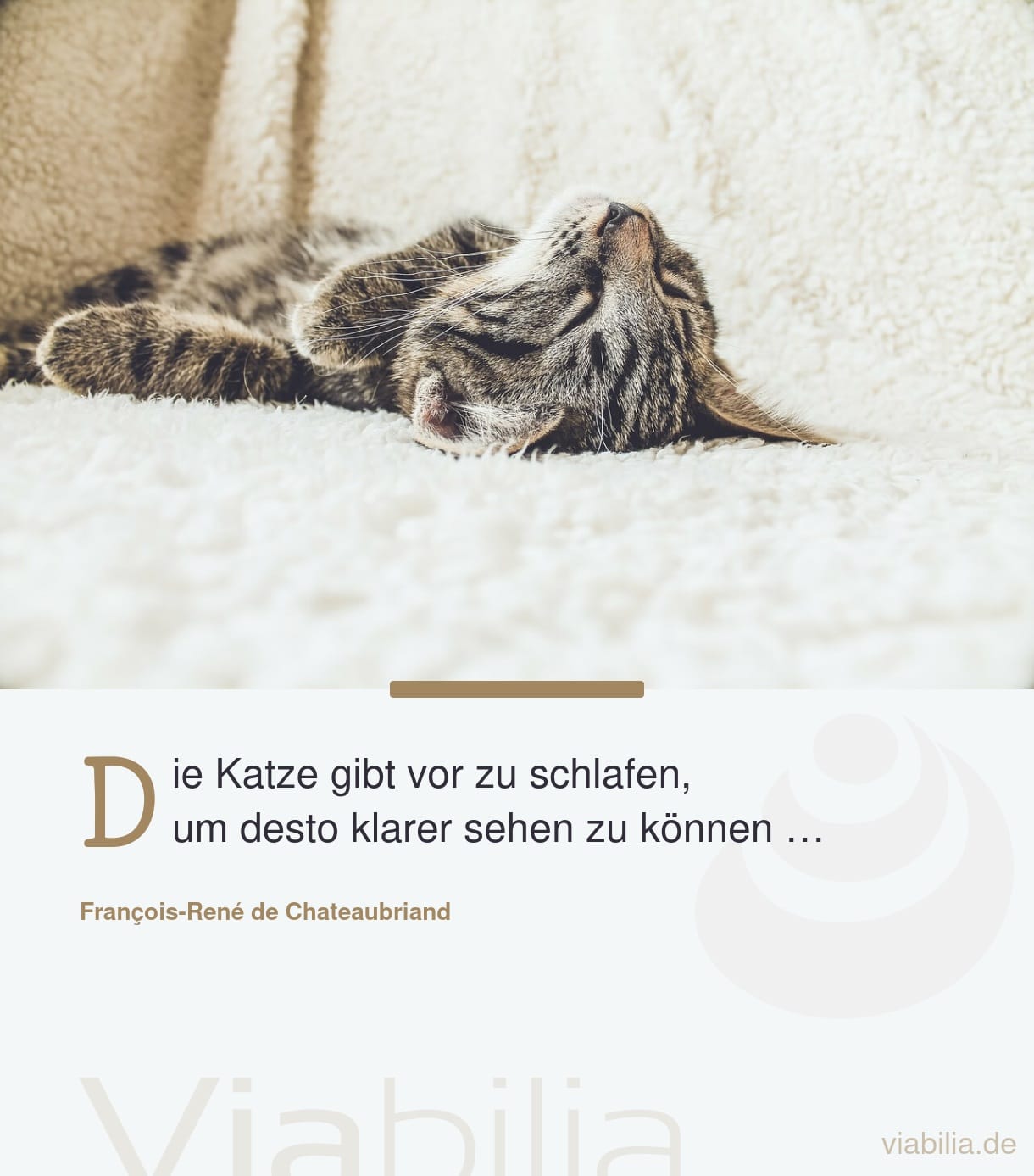 Spruch über schlafende Katzen