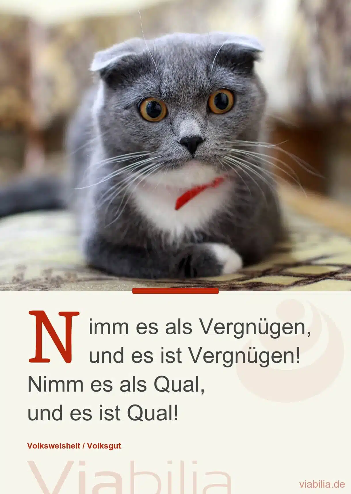 Katzenspruch mit Bild: Vergnügen