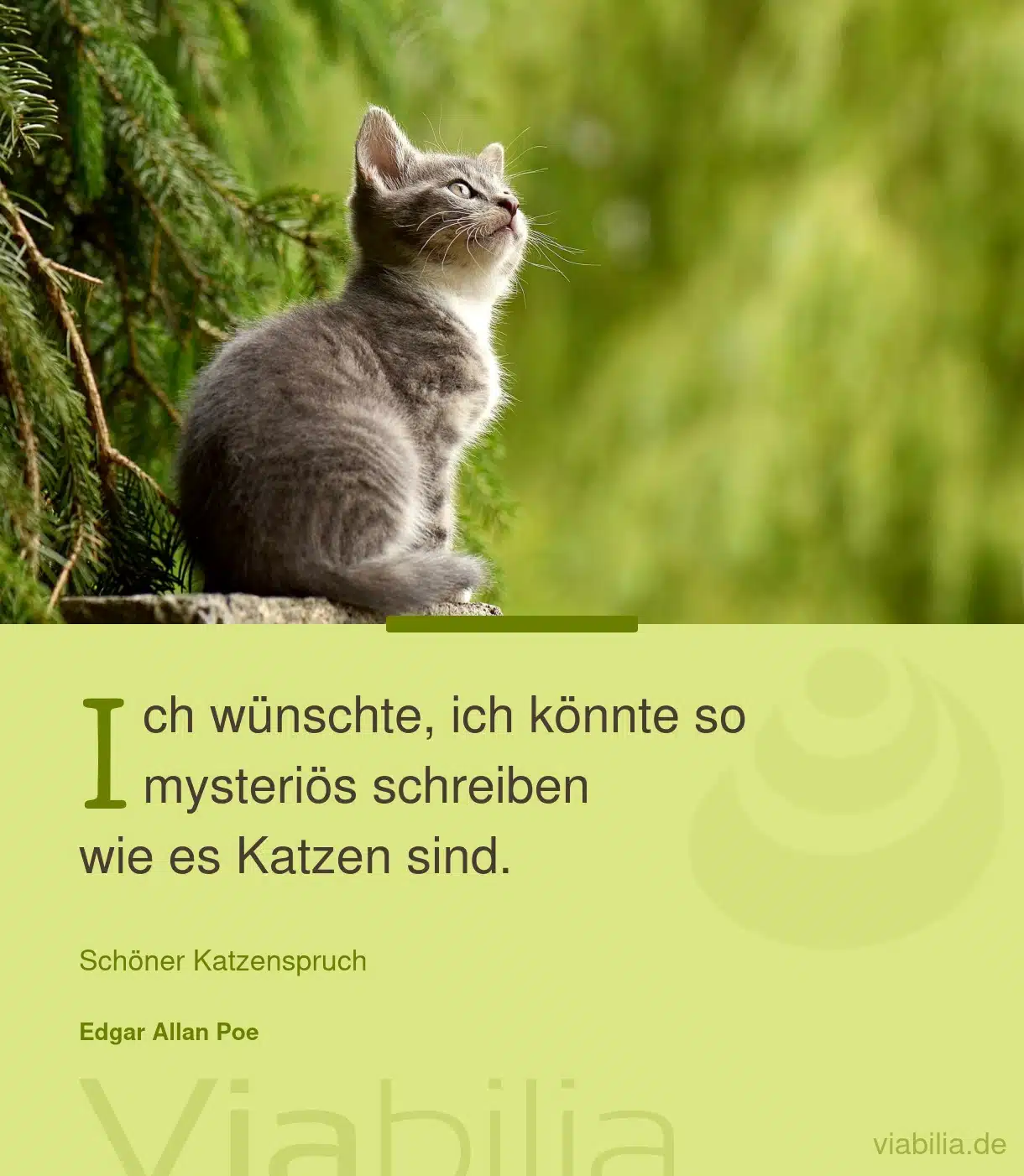 Katzenspruch: mysteriös schreiben