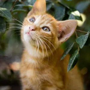 Katzensprüche: Sprüche und süße Bilder über Katzen