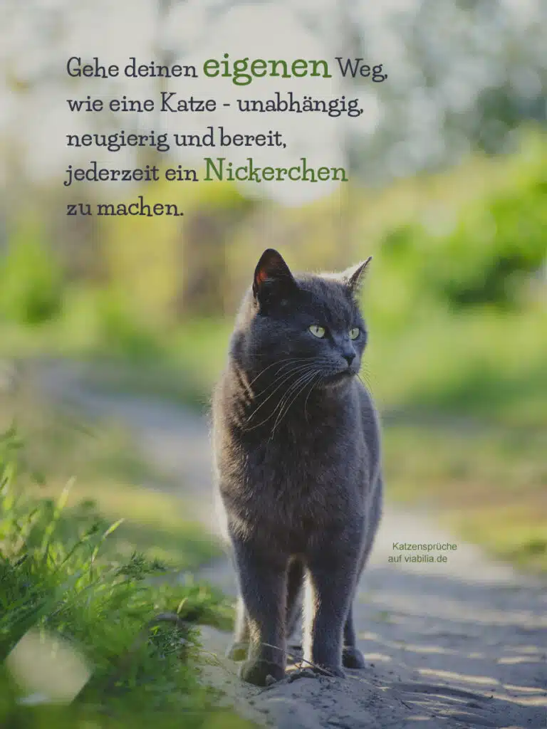 Süße Katzensprüche mit Bild zum Teilen