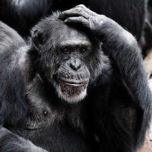 Ein Affe, der sich überlegend die Hand auf den Kopf hält als Symbol für Gedanken