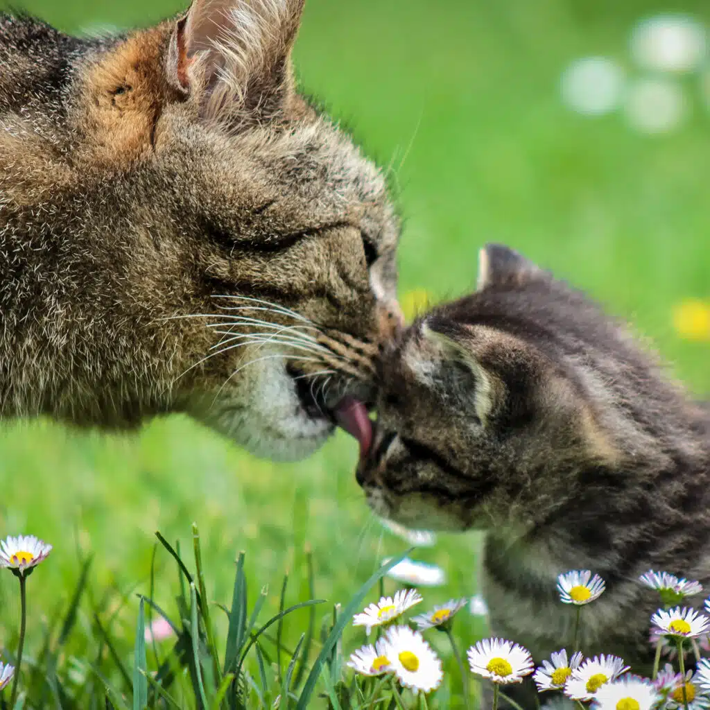 Katze, die ihr Kind leckt, als Symbol für Mutterliebe und Muttertagssprüche