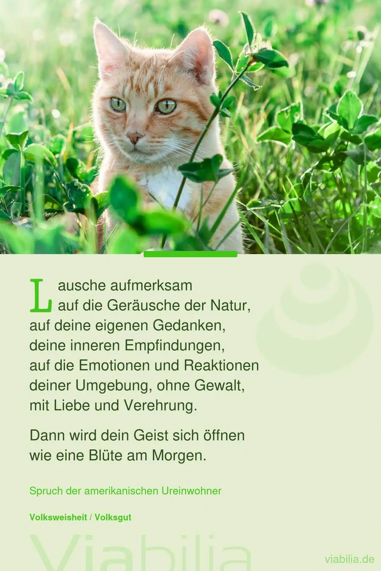 Spruch mit Katze im Bild: Lausche auf die Natur