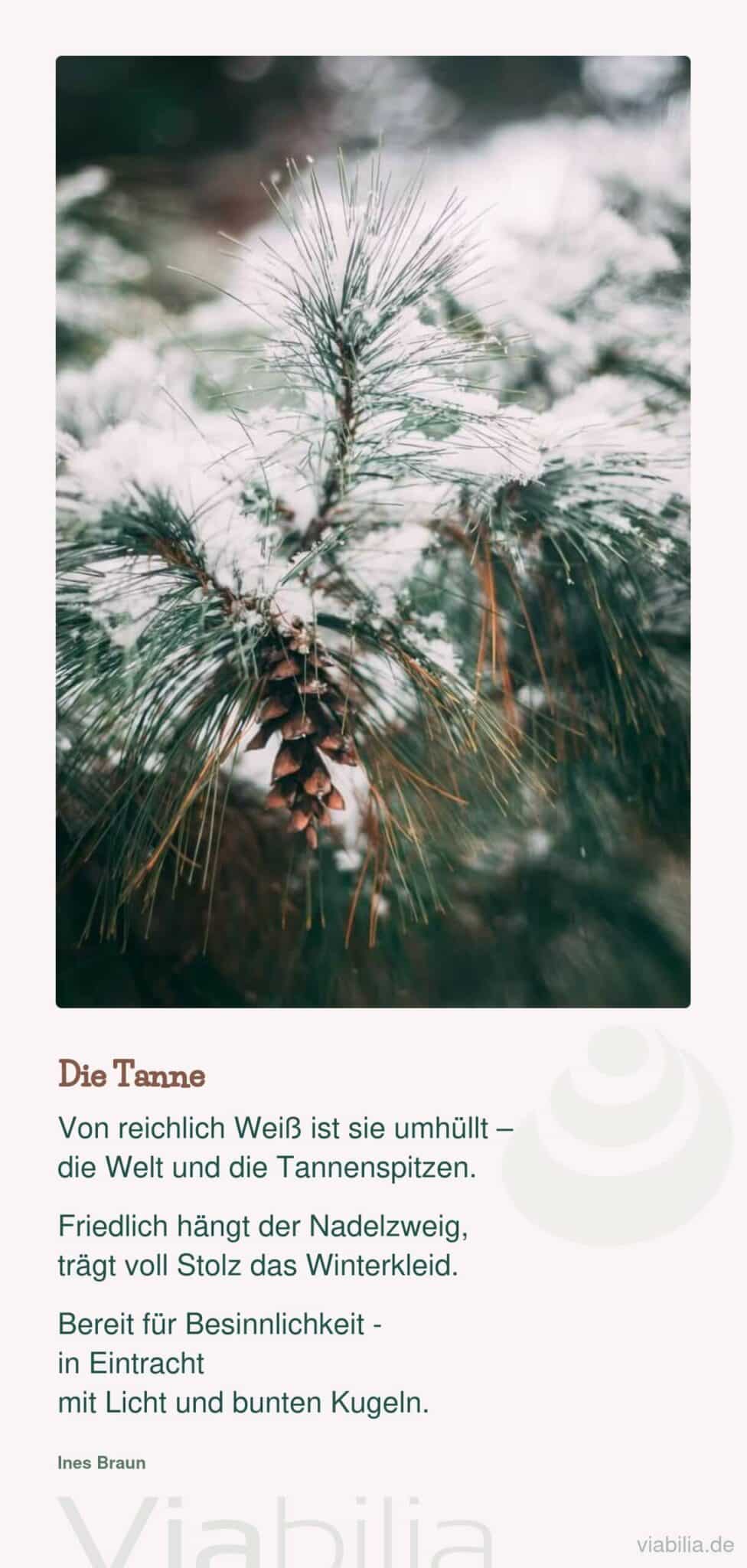 Naturspruch: die Tanne im Winter Naturspruch: die Tanne im Winter