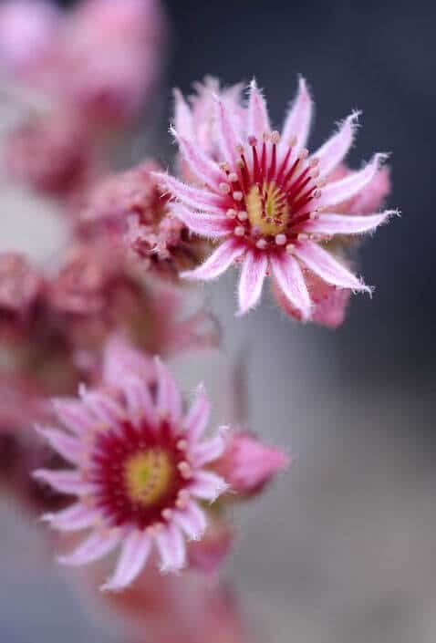 Blume mit rosa Blüten