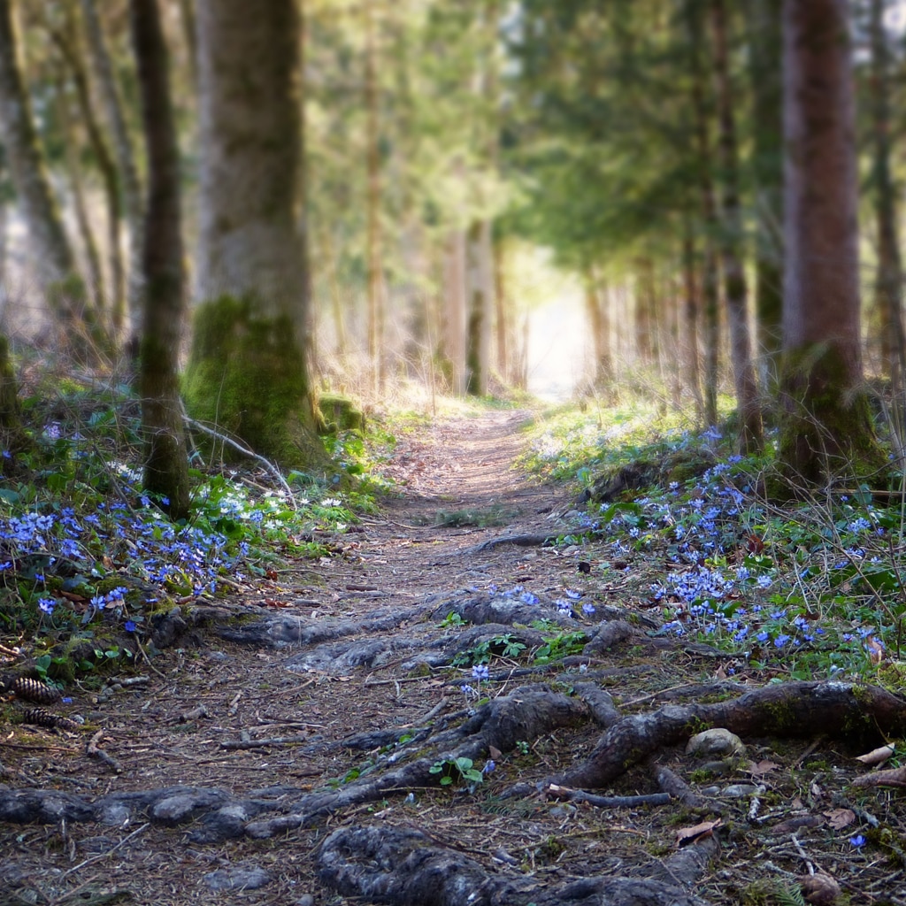 Frühlinghafter Waldweg als Symbol für Ostern
