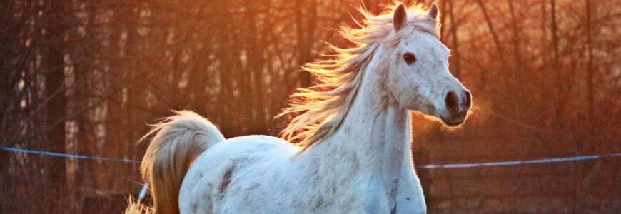 weißes Pferd in Bewegung