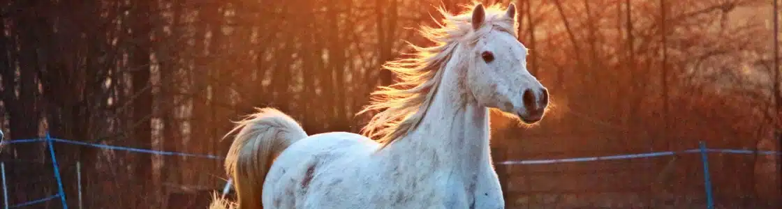 weißes Pferd in Bewegung