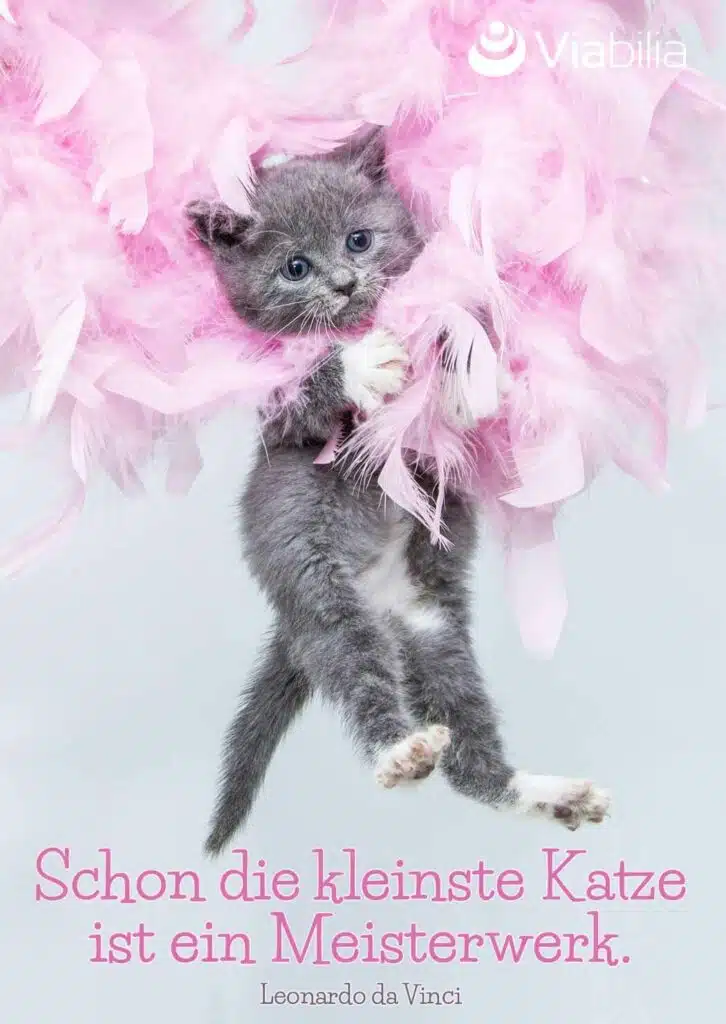Katzenspruch auf Karte bzw. Bild: Katze als Meisterwerk