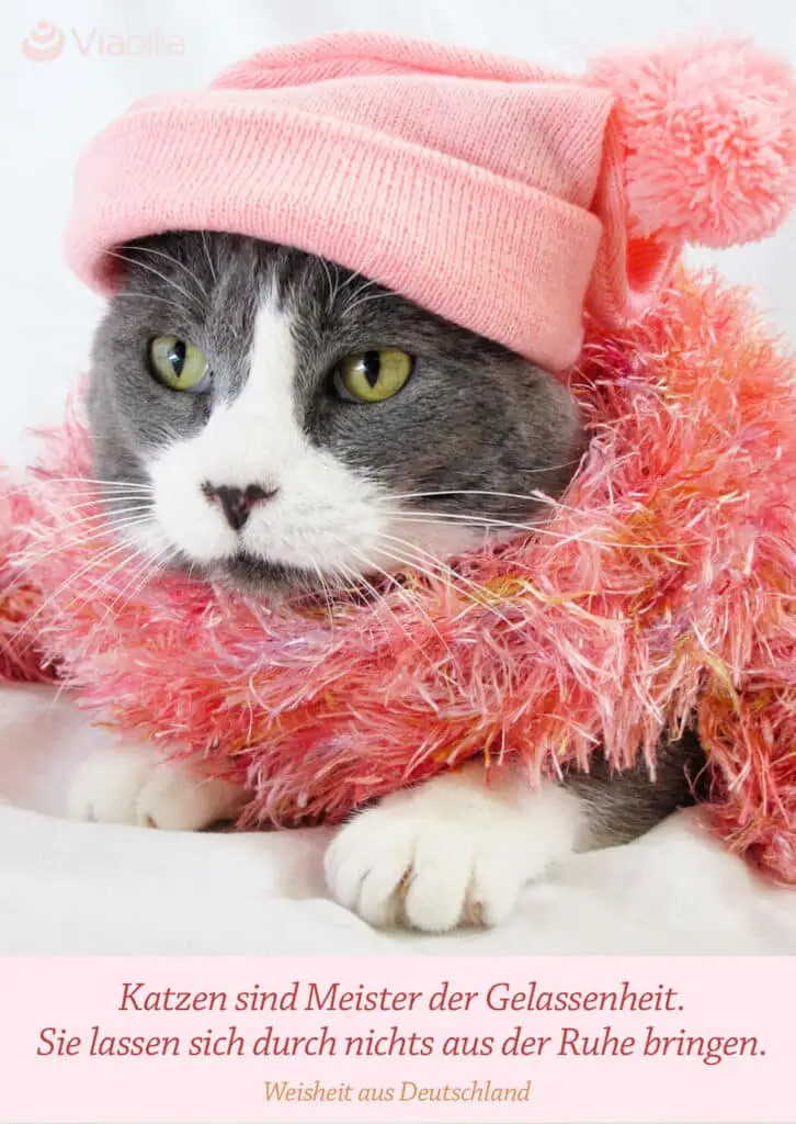 Katzenspruch auf Bild als Postkarte: Katzen sind Meister der Gelassenheit