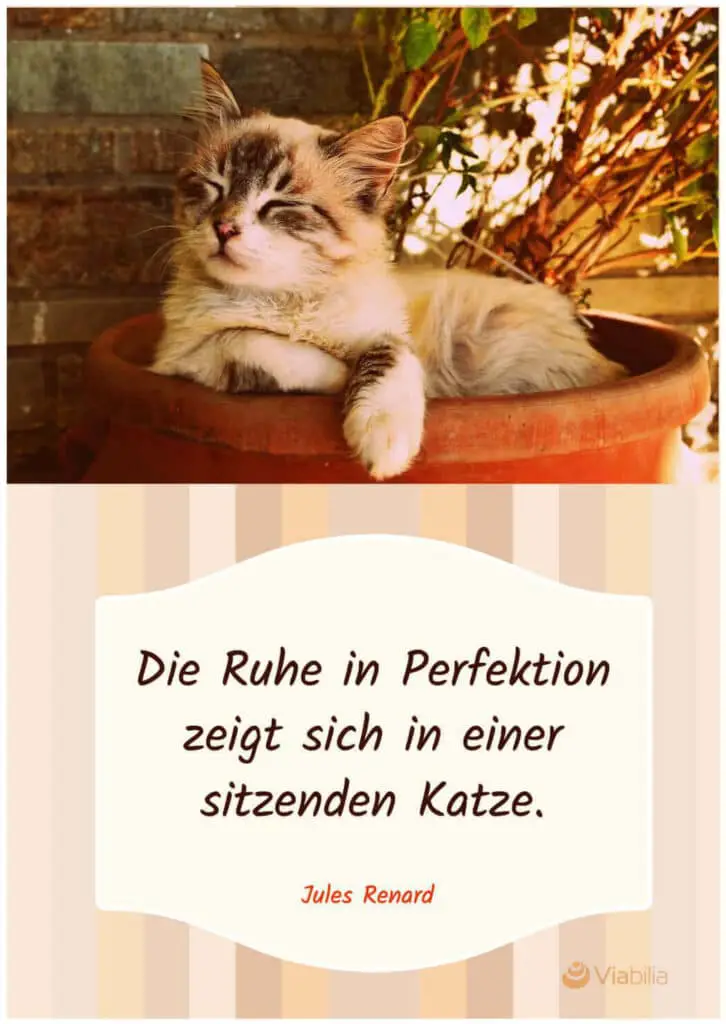 Katzenspruch auf Postkarte bzw. Bild: sitzende Katze als die Ruhe in Perfektion