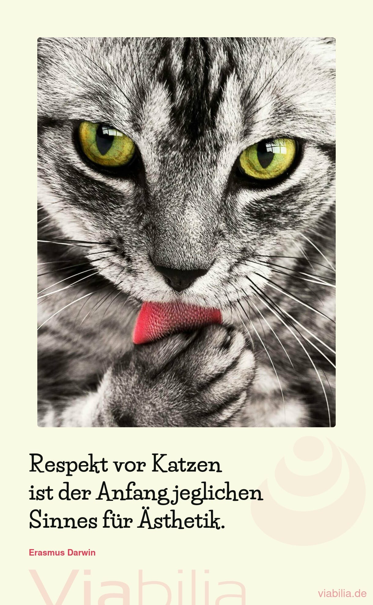 Katzenspruch: Respekt vor Katzen