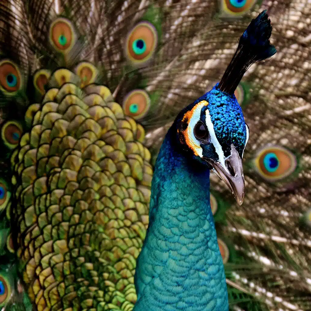 Schöner Pfau als Symbol für Schönheit