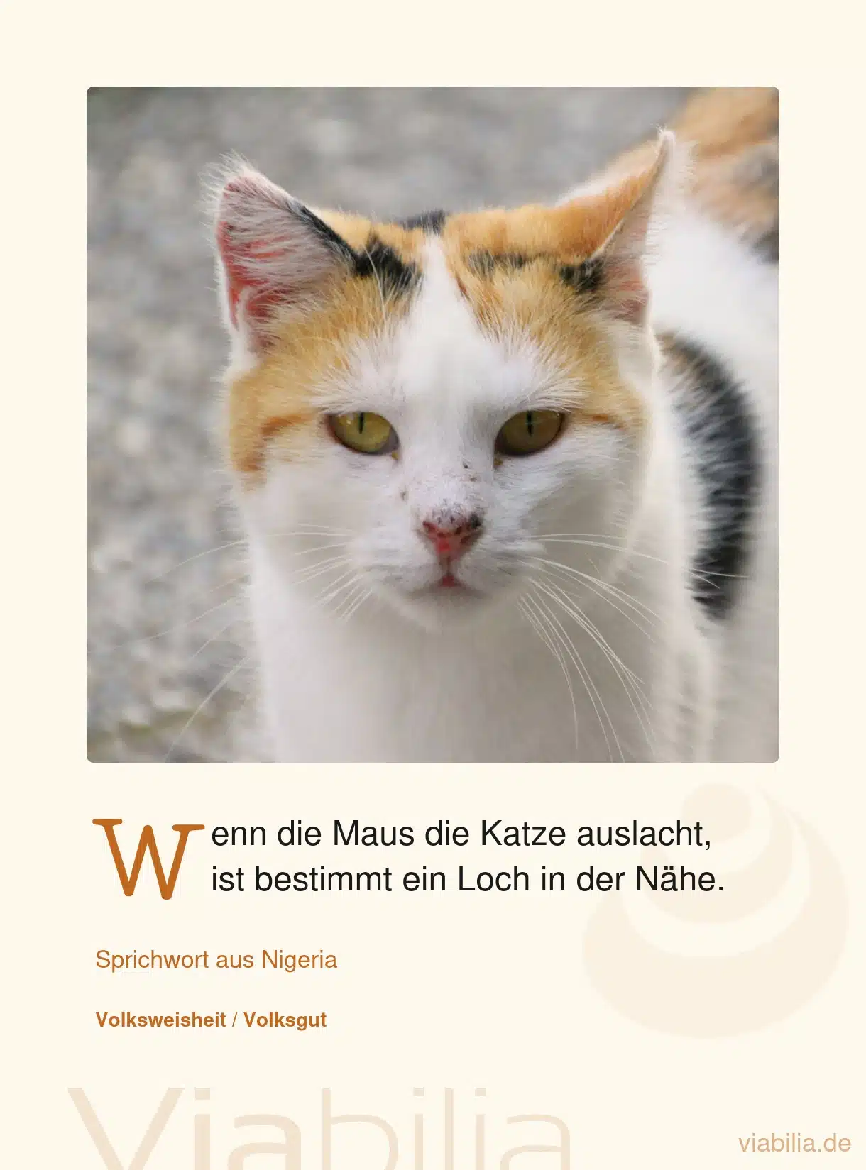 Sprichwort aus Nigeria: wenn Maus die Katze auslacht